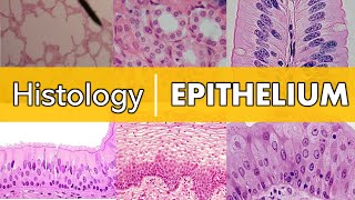 Histology  Epithelium [upl. by Wash99]