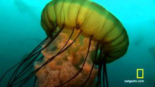 Sea Nettle Jellyfish Birth [upl. by Virgin57]