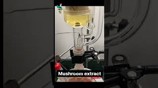 Mushroom Nutrients HOW TO EXTRACT THEM [upl. by Alver]