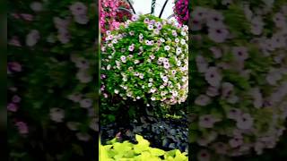 Beautiful natural flower gardens🌺🌹 natureflowers naturalflowerytshtsyoutubebeautifulflowers [upl. by Gerius]