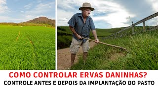 Como controlar ervas daninhas veja como fazer o controle antes e depois da implantação do seu pasto [upl. by Venezia6]