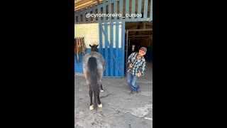 COMO ENSINAR O CAVALO ALIVIAR O PESO DO POSTERIOR VIDEO 3 amocavalos doma expominas vidanaroca [upl. by Wenger]