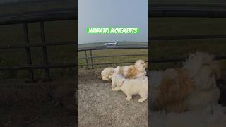 Enjoyment in navratra ❤️❤️ dogs airport lawrancebisnoi animallover puppy [upl. by Germano]