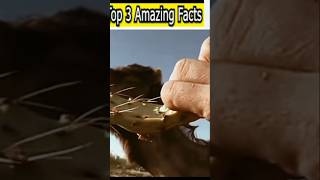 Why Amazing facts does camal thorny plantsfacts mrindianhackershorts [upl. by Serafina75]