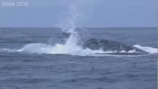 Humpback whales attempt to stop killer whale attack  Planet Earth Live  BBC One [upl. by Lyell]