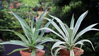 Super Easy Method to Grow Agave Angustifolia or Century Plant  How to Propagate Agave Angustifolia [upl. by Asirram368]