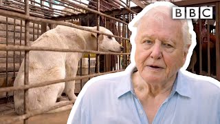 David Attenborough’s warning are humans responsible for pandemics  Extinction The Facts  BBC [upl. by Eiruam]