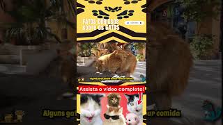 Curiosidades sobre os gatos Parte 4 gato gatos gatinhos gatosengraçados gatosfofinhos animal [upl. by Rob]