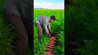 carrot farming shorts farming carrot farmer [upl. by Manard696]