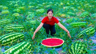 Harvest Water Melon Goes To Market Sell  Gardening And Cooking  Lý Song Ca [upl. by Damahom548]