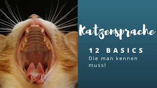 Katzensprache lernen  Die 12 wichtigsten Basics [upl. by Aig156]