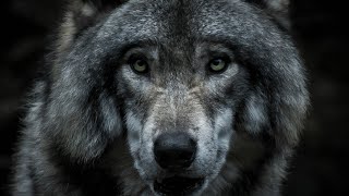 Mystère Lunaire  Pourquoi les Loups Hurlentils à la Lune et Quel est leur Cri [upl. by Zetra]