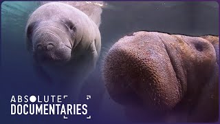 Race Against Extinction Manatees and Dugongs in Peril  Blue Realm [upl. by Avir164]