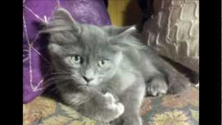 Tribute to the Nebelung Cat  I [upl. by Clementius]