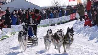 Schlittenhunderennen Clausthal Zellerfeld 2015 Harz [upl. by Arney]