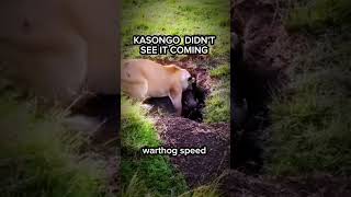 MR KASONGO V16 IS ALMOST KILLED 💔 nature wildlife [upl. by Hayley616]