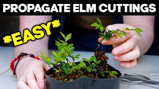 Propagate Chinese Elm from Cuttings for Bonsai 🌱EASY [upl. by Tillo840]