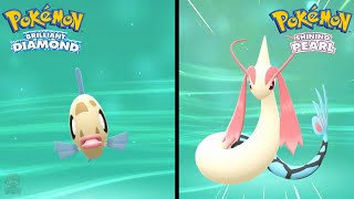 How to Find Feebas amp Evolve Into Milotic in Pokemon Brilliant Diamond amp Shining Pearl [upl. by Harlamert]