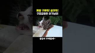 세탁기 배수구에 목이 낀 아가냥이 구출 cat 고양이 [upl. by Calista]