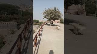 Multan Damdama Qasim baag Qila [upl. by Annawot]