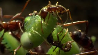 Praying Mantis Decapitated by Ant Swarm  Superswarm  BBC Earth [upl. by Ahsiekim553]