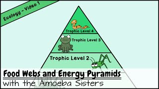 Food Webs and Energy Pyramids Bedrocks of Biodiversity [upl. by Ahk]