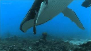 Humpback Whales  BBC documentary excerpt [upl. by Ellett284]