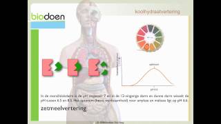 Biodoen  koolhydraat vertering 2 van 3 [upl. by Ecinahc560]