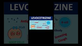 Mechanism of action of cetirizine LCZ 💊  Anti Histamine  Anti allergic tablet [upl. by Kenay]