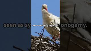 Do Storks Mate for Life Are Storks Monogamous storks monogamous lovebirds Stork Mating Ritual [upl. by Woods]