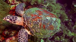 Hawksbill sea turtle Eretmochelys imbricata [upl. by Andryc680]