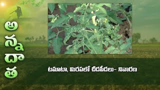 Pests amp disease management in Tomato amp chilli  ETV [upl. by Marguerita877]