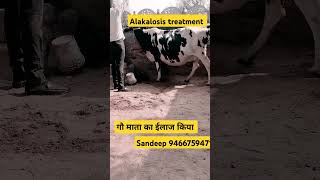 Alkalosis treatmentalkalosistrending treatment buffalo cow seva love success shorts 💉🏥🦬 [upl. by Rednas]