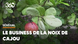 Casamance malgré les surcoûts les bonnes affaires de la noix de cajou [upl. by Enaujed]