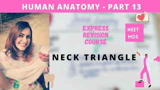 human anatomy  neck triangle anatomy 3d [upl. by Mellisent327]