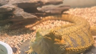 Live Bearded Dragon Care Tips 🦎  Helping Busy Owners Keep Their Pets Happybeardeddragon pets [upl. by Yblek86]