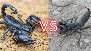 Scorpion VS Vinegaroon Who Will Win The Fight [upl. by Alfred489]