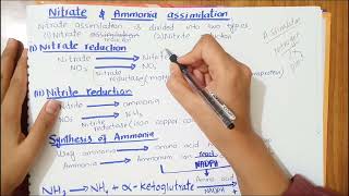 Nitrate and ammonia assimilation  Full explaination in Hindi and Urdu physiology [upl. by Cony328]