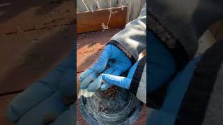 Basil Seed Harvesting [upl. by Enos]