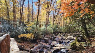 GSMNP  Porters Creek Tr [upl. by Fulmer]