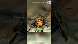 The Most Feared Insect In The World Asian Giant Hornet [upl. by Yesnnyl731]