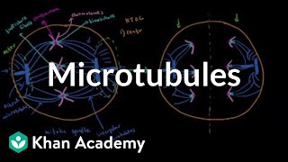 Microtubules  Cells  MCAT  Khan Academy [upl. by Nnaitak]