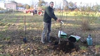 Plantation dun arbre fruitier en racine nu [upl. by Pillyhp]