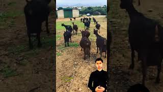 ماعز الموريسيانو 7eleven اكسبلور ترند cowgoat animals emin johncena cow [upl. by Nikkie]