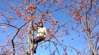 American Persimmon  Harvesting one of the best fruits ever [upl. by Yniattirb447]