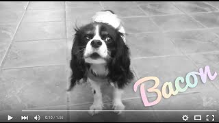 Bacon The King Charles Spaniel LOVES Dog Sweaters [upl. by Fanchon]