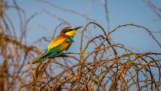 European Bee Eaters Nest Building [upl. by Ollopa]