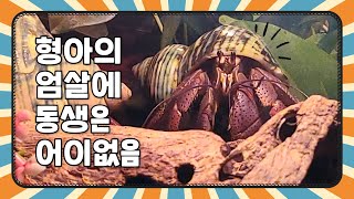 인도 형아와 피피 동생 소라게 hermit crab vlog [upl. by Harbison548]