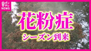 【花粉症】スギ花粉の飛散『ことしは早く多い』 暖冬の影響か『花粉症』早まる すでに4割の人に症状が… 鼻うがい・花粉対策メガネは効果的 医師が解説【関西テレビ】 [upl. by Laing10]