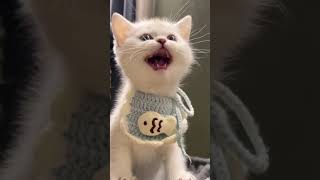 Cat Singing Ahhh – The Longest Note Ever [upl. by Nilauqcaj]